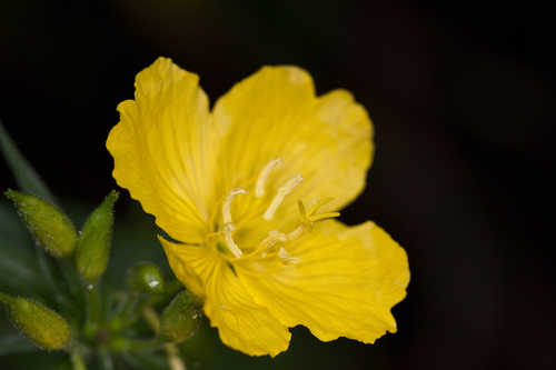 Oenothera tetragona #3